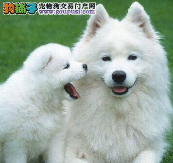 我家萨摩耶头上长了一个包，有脓水没事吧