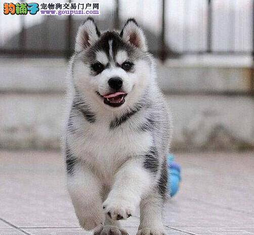 哈士奇身上有皮屑是患上皮肤病了吗