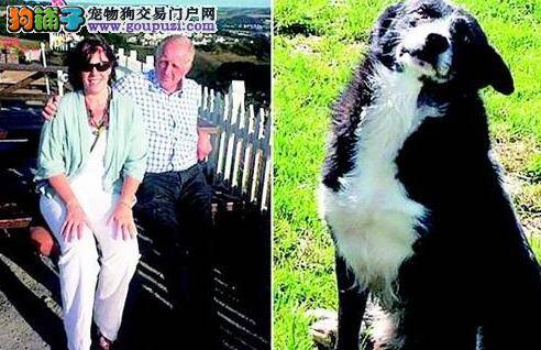 牧羊犬12天暴走386公里 只为回家