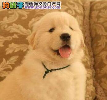 金毛犬最近几天总呕吐，大便是深黄色是怎么了