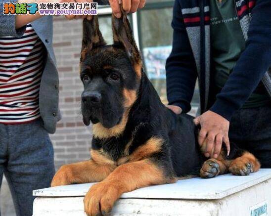 德国牧羊犬拉水有腥臭味吃什么药治疗