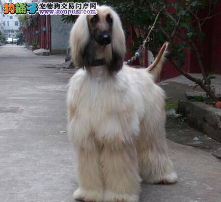 家庭护理小常识 几个步骤让阿富汗猎犬美丽转身