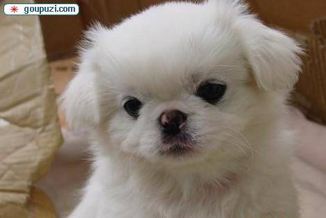 京巴犬突然拉稀了是狗粮的问题吗 应如何医治