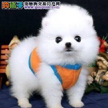三点判断博美犬是否值得购买
