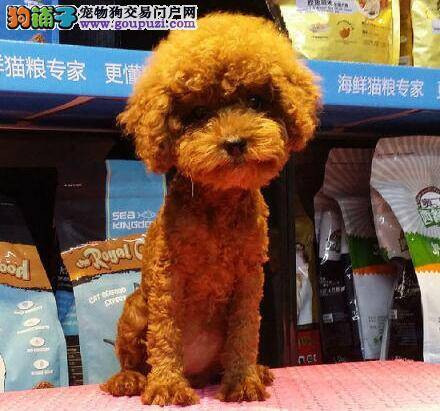 怎样挑选健康纯种的贵宾幼犬