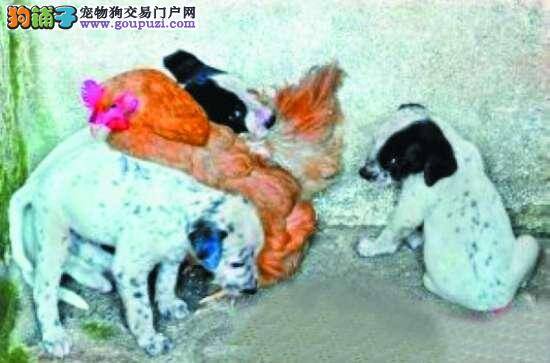 宠物狗被锁车里致死，疑主人虐狗