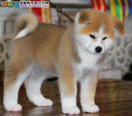 秋田犬耳毛颜色泛黄还打结的原因是什么