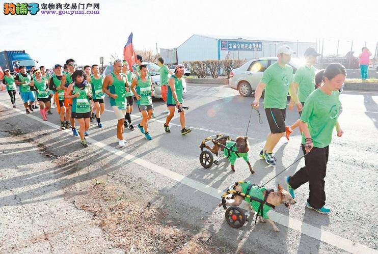 身障狗狗快乐陪跑 跑者、啦啦队都哭了