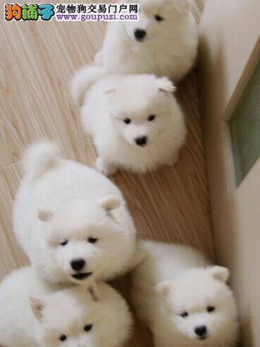 入门到精通 萨摩耶脱毛的原因及护理方法