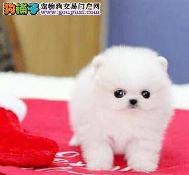 博美犬大腿内侧起红斑瘙痒是怎么回事