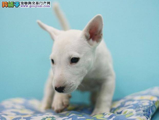 牛头梗最近便便不成形这是消化不良吗