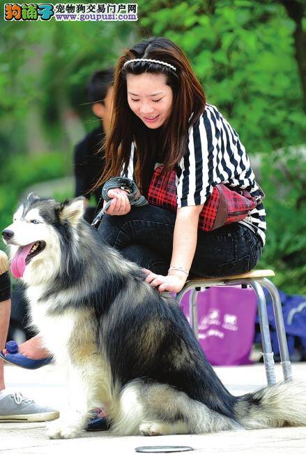 成都“狗界”最有名有地位的拉布拉多犬遭人举报