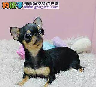 我家吉娃娃身上长很多痘痘是怎么回事