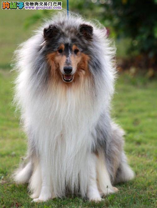 苏格兰牧羊犬的眼睛长了一个包怎么消除掉