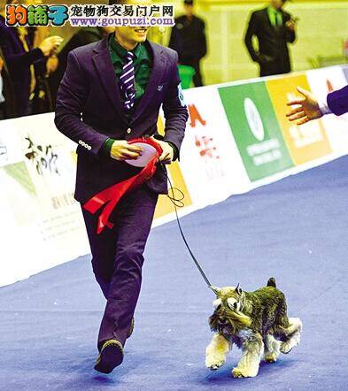 狗狗选美大赛在浙江举行 出色表演让“狗迷”惊喜连连