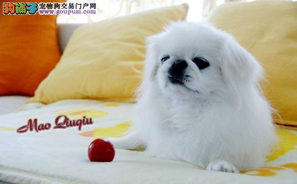 京巴狗的寿命 如何延长北京犬的寿命让北京犬更长寿