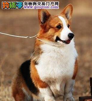 五个要点让柯基犬的生活远离跳蚤的侵袭