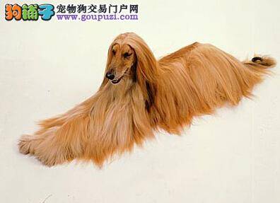 护理常识 导致阿富汗猎犬患上皮肤病的原因