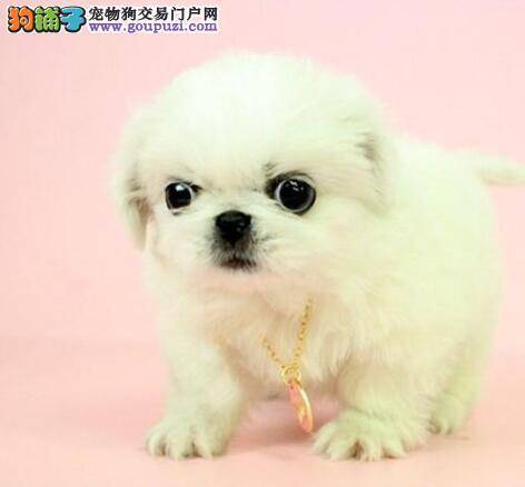 列举选犬原则 京巴狗的选购要点有哪些
