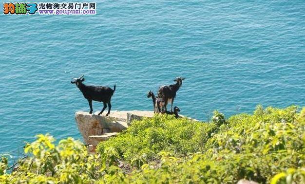 澳洲派狗登岛捕杀山羊，两年后毒杀