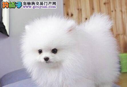 博美犬感冒，不吃饭有治疗的方法吗