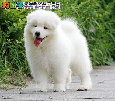 我家萨摩耶身上有红点这是皮肤病吗 吃什么药好