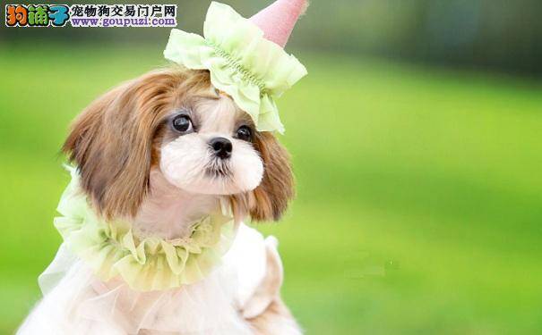 什么时候给西施犬注射疫苗好 西施犬免疫注意事项