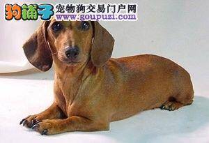 腊肠犬进入生理期后有什么表现吗