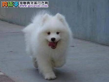 银狐犬老是喘，请问医生是支气管炎吗