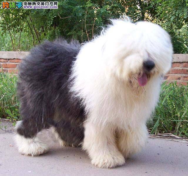 古代牧羊犬患上犬瘟了应该如何治疗 求解答