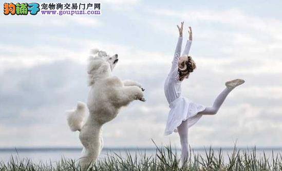 女孩芭蕾舞照走红网络 最大亮点竟是她旁边的狗狗