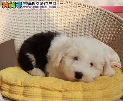 古代牧羊犬患上细小疾病后应怎样治疗