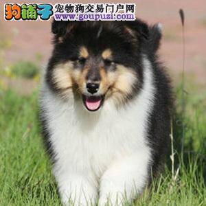 什么时候给喜乐蒂犬剃毛最好