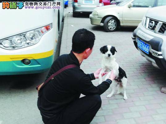 忠犬花花效仿日本八公每天接送恩人