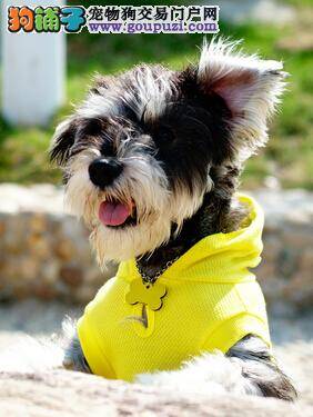 新生犬喂养大全 教你学会喂养哺乳期的雪纳瑞幼犬