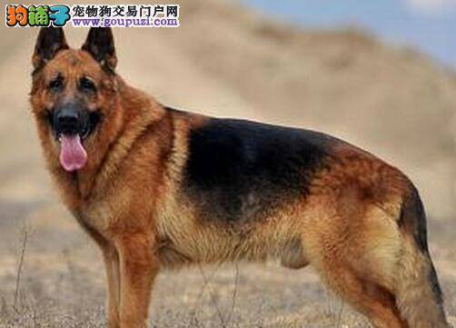 好生活百事通 德国牧羊犬怎样补钙最恰当