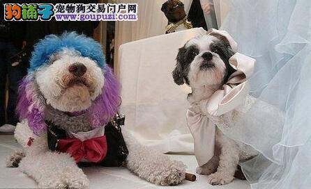 动物爱好者为狗狗举行婚礼场面奢华