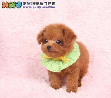 泰迪犬吃完驱虫药呕吐不止如何是好