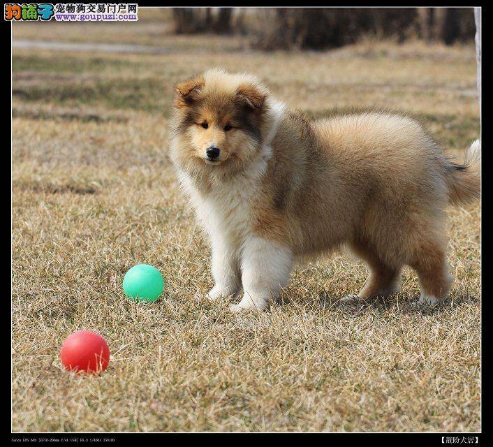 苏格兰牧羊犬眼睛右边眼角长了肉包怎么办