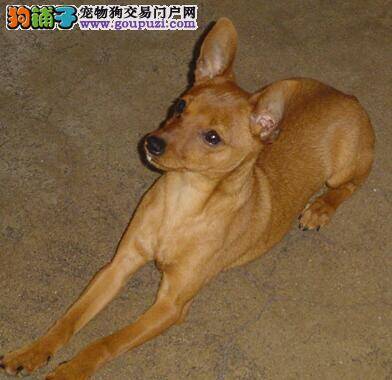 饮食大作战 小鹿犬需要随着季节的变化改变饮食