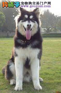 培育优秀的阿拉斯加犬要做好哪些护理工作