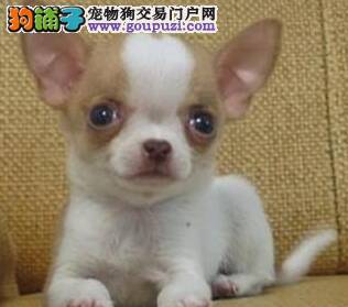 活泼可爱吉娃娃的常见心理活动