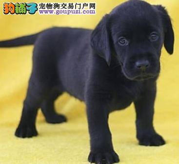 拉布拉多幼犬的牵绳训练