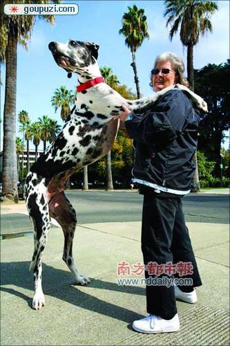 世界上最高的狗癌症无药可救后被执行安乐死