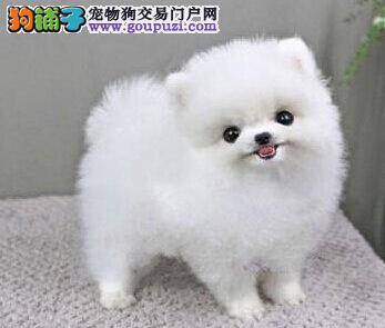 博美犬眼角有一个红包是什么东西