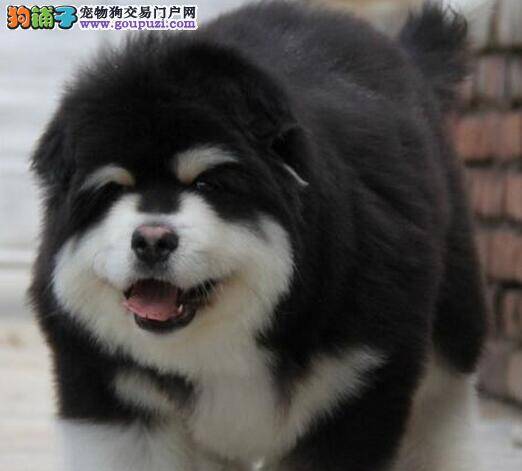 阿拉斯加犬经常呕吐是为什么呢