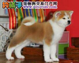 冬季饲养秋田犬有何好的提议