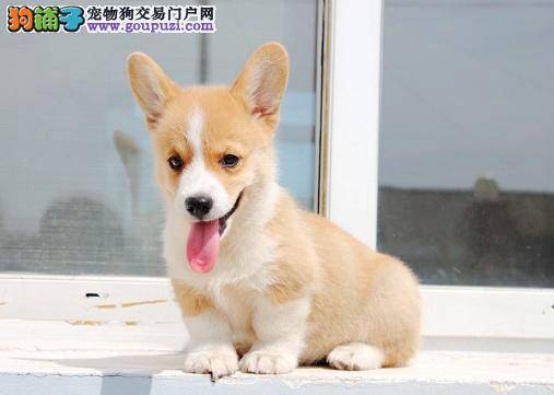 对柯基犬进行牙齿治疗的最佳方案