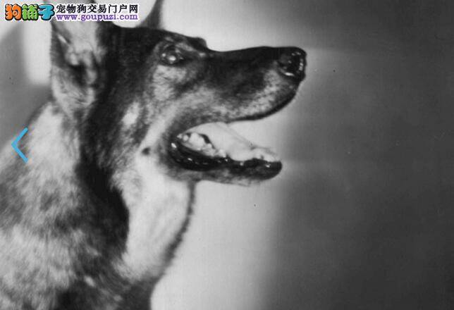 20张最具历史代表性狗的照片（5）