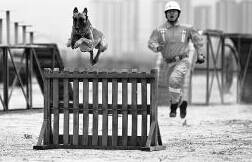 数十只搜救犬在省消防总队训练基地进行大比拼